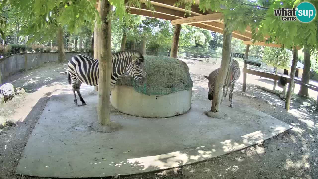 Camera en vivo Cebras in Ljubljana ZOO – Eslovenia