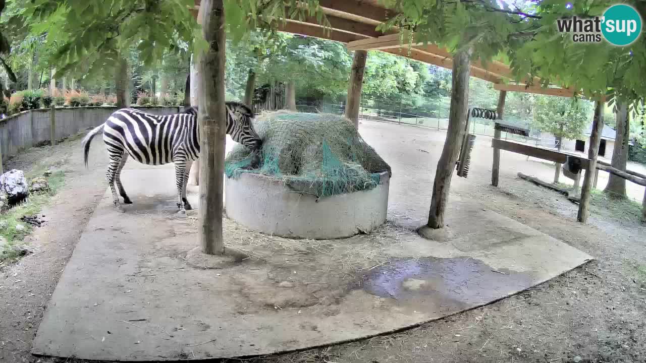 Live webcam Zebras in Ljubljana ZOO – Slovenia