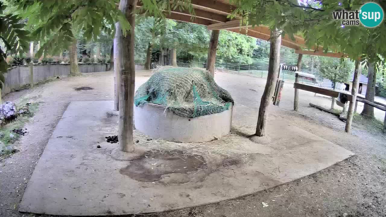 Live webcam Les zèbres in Ljubljana ZOO – Slovénie