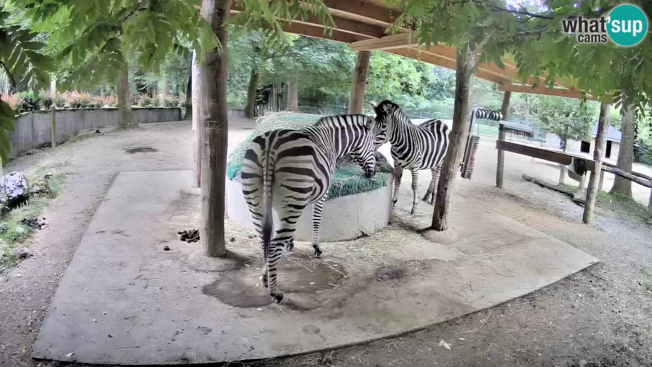 Camera en vivo Cebras in Ljubljana ZOO – Eslovenia