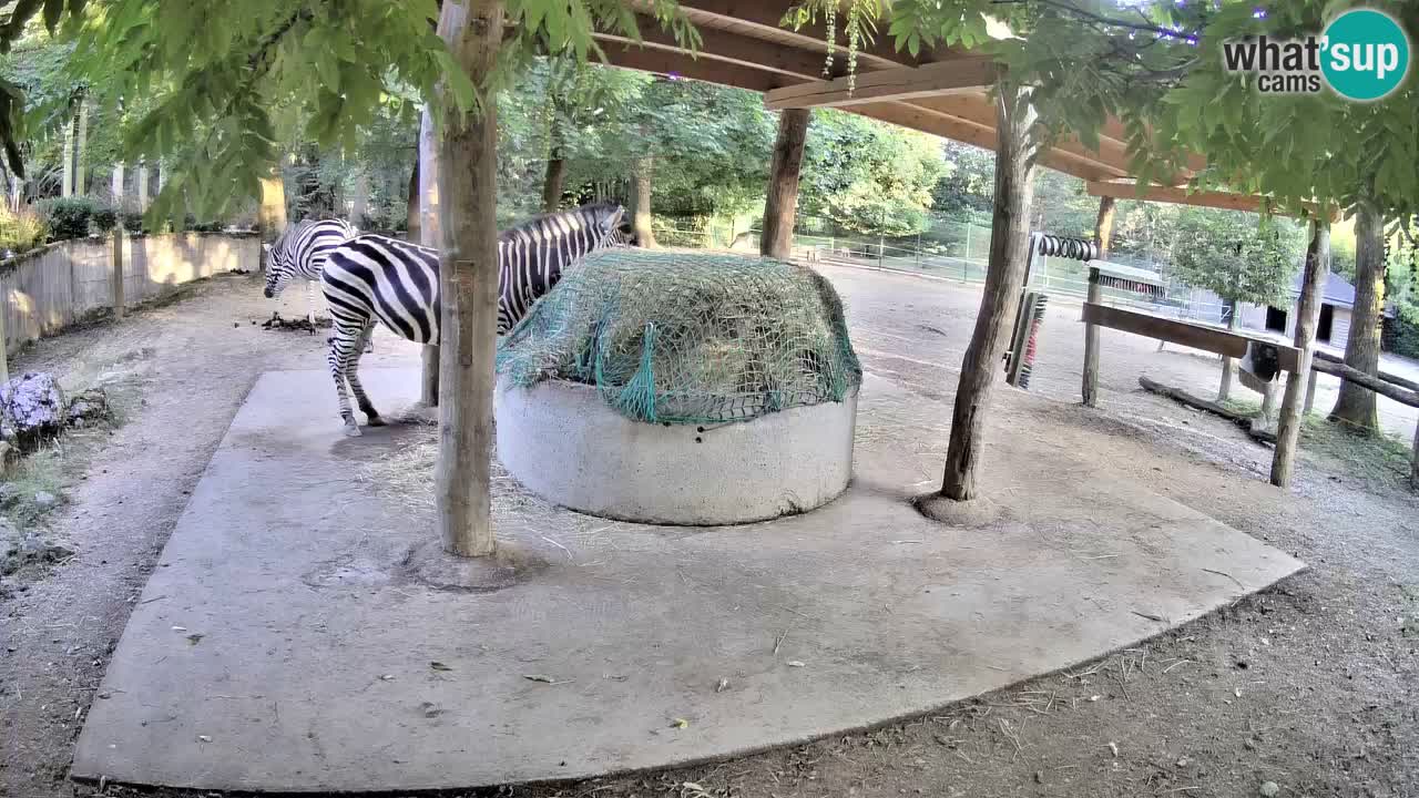 Zebre v živo v živalskem vrtu Ljubljana ZOO spletne kamere