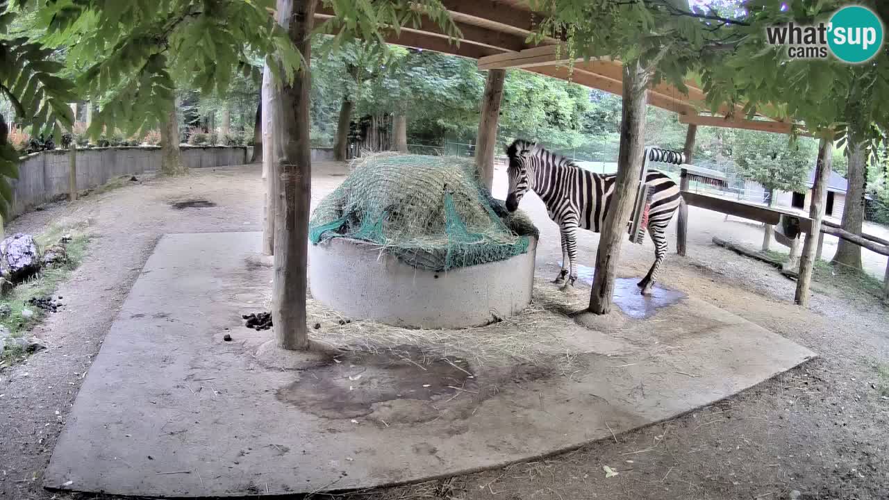 Camera en vivo Cebras in Ljubljana ZOO – Eslovenia