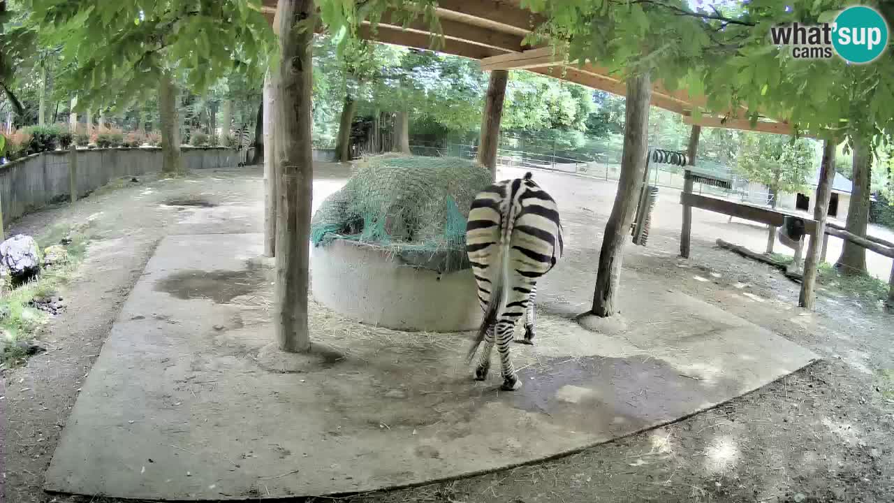 Live webcam Les zèbres in Ljubljana ZOO – Slovénie
