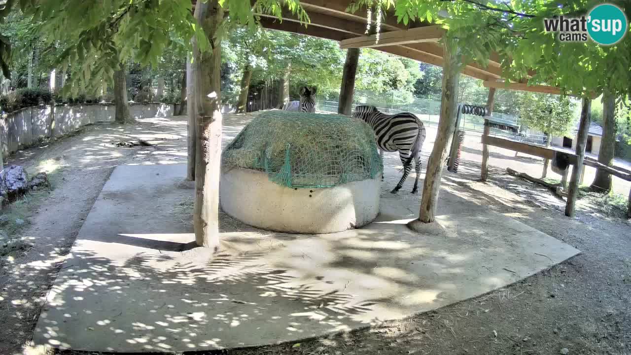 Camera en vivo Cebras in Ljubljana ZOO – Eslovenia