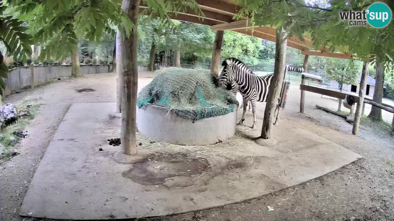 Web kamera uživo Zebras u ZOO Ljubljana – Slovenija