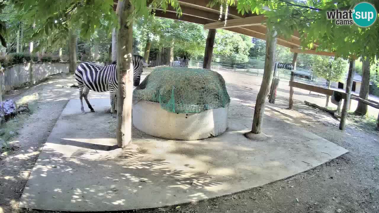 Zebre v živo v živalskem vrtu Ljubljana ZOO spletne kamere