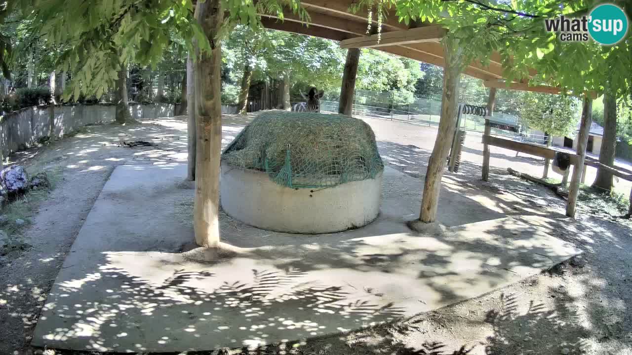 Web kamera uživo Zebras u ZOO Ljubljana – Slovenija