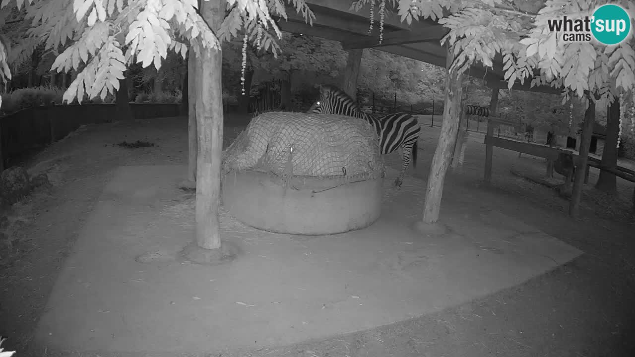 Live webcam Zebras in Ljubljana ZOO – Slovenia
