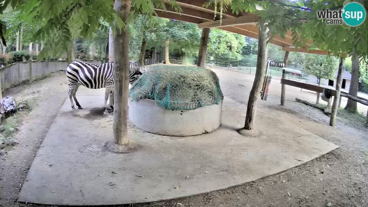 Web kamera uživo Zebras u ZOO Ljubljana – Slovenija