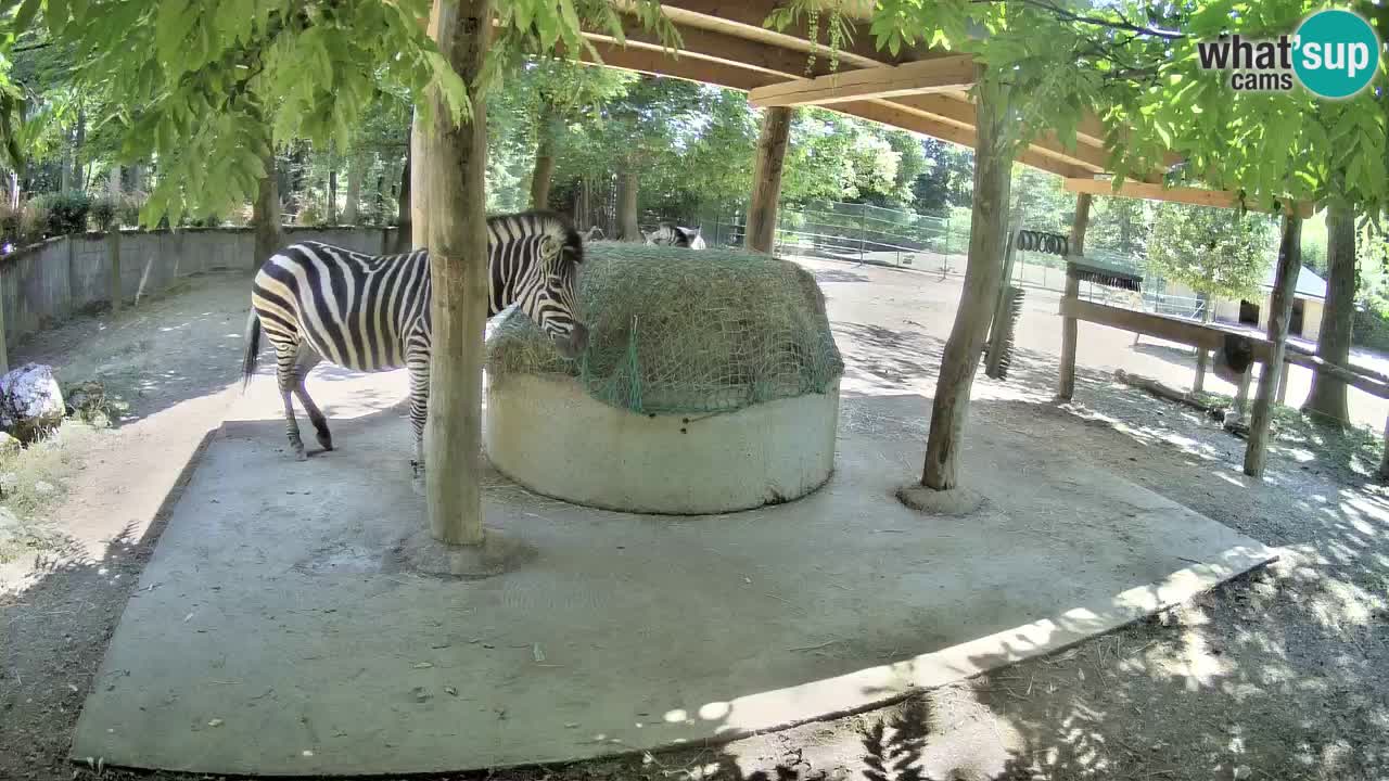 Live webcam Zebras in Ljubljana ZOO – Slovenia