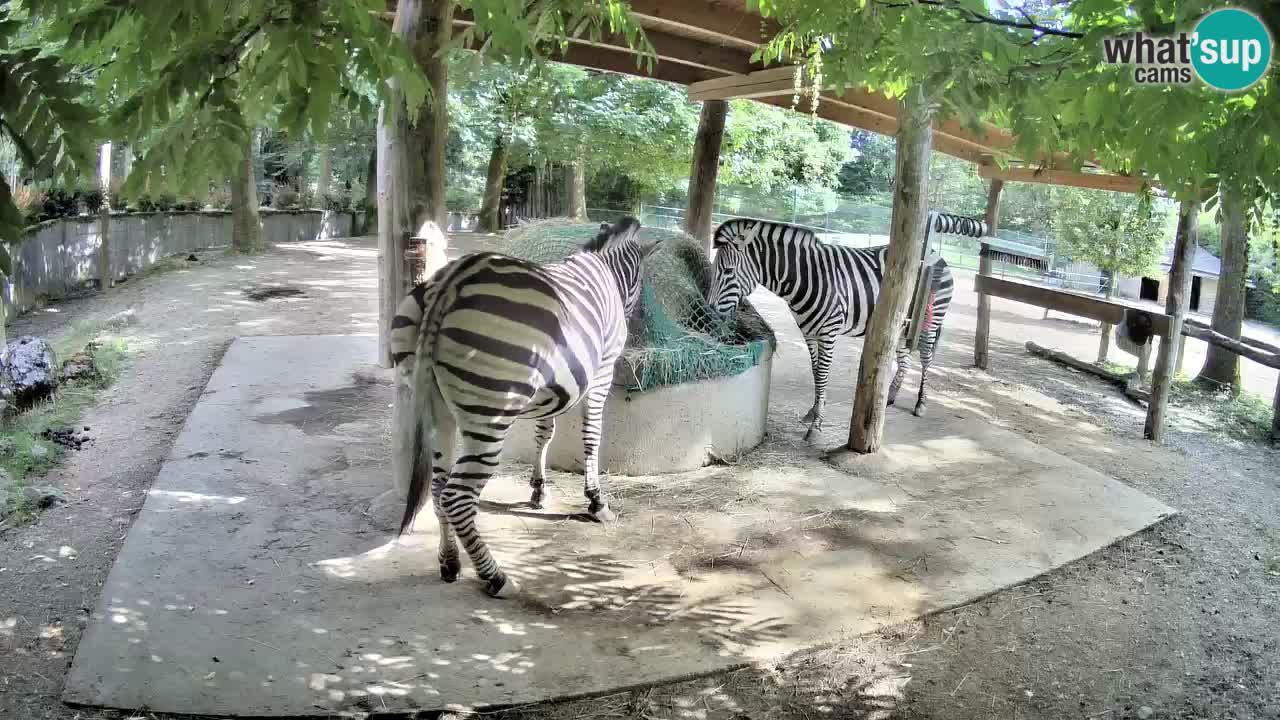 Live webcam Les zèbres in Ljubljana ZOO – Slovénie