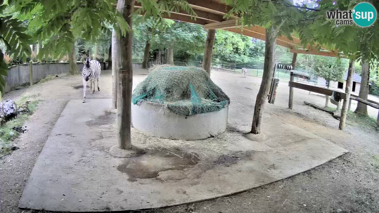 Web kamera uživo Zebras u ZOO Ljubljana – Slovenija