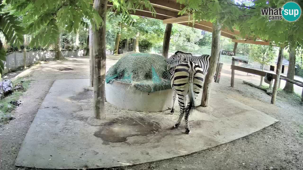 Live Webcam Zebras in Ljubljana ZOO – Slowenien