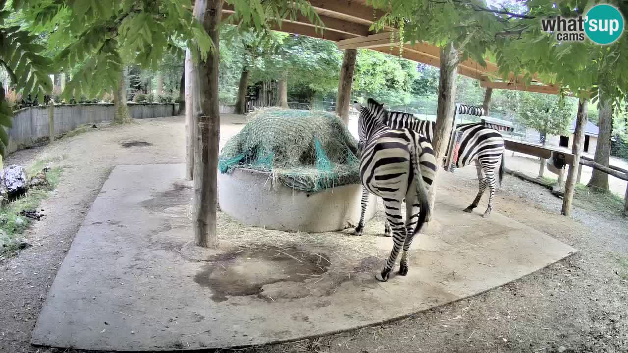 Live webcam Zebras in Ljubljana ZOO – Slovenia