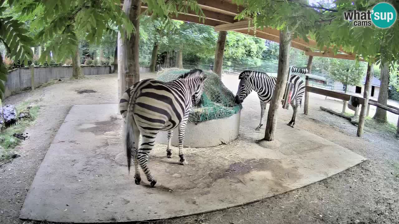 Zebre v živo v živalskem vrtu Ljubljana ZOO spletne kamere