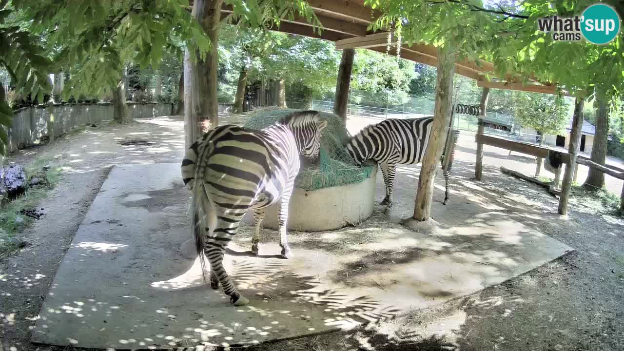 Le Zebre nello ZOO di Ljubljana – Slovenia Live webcam