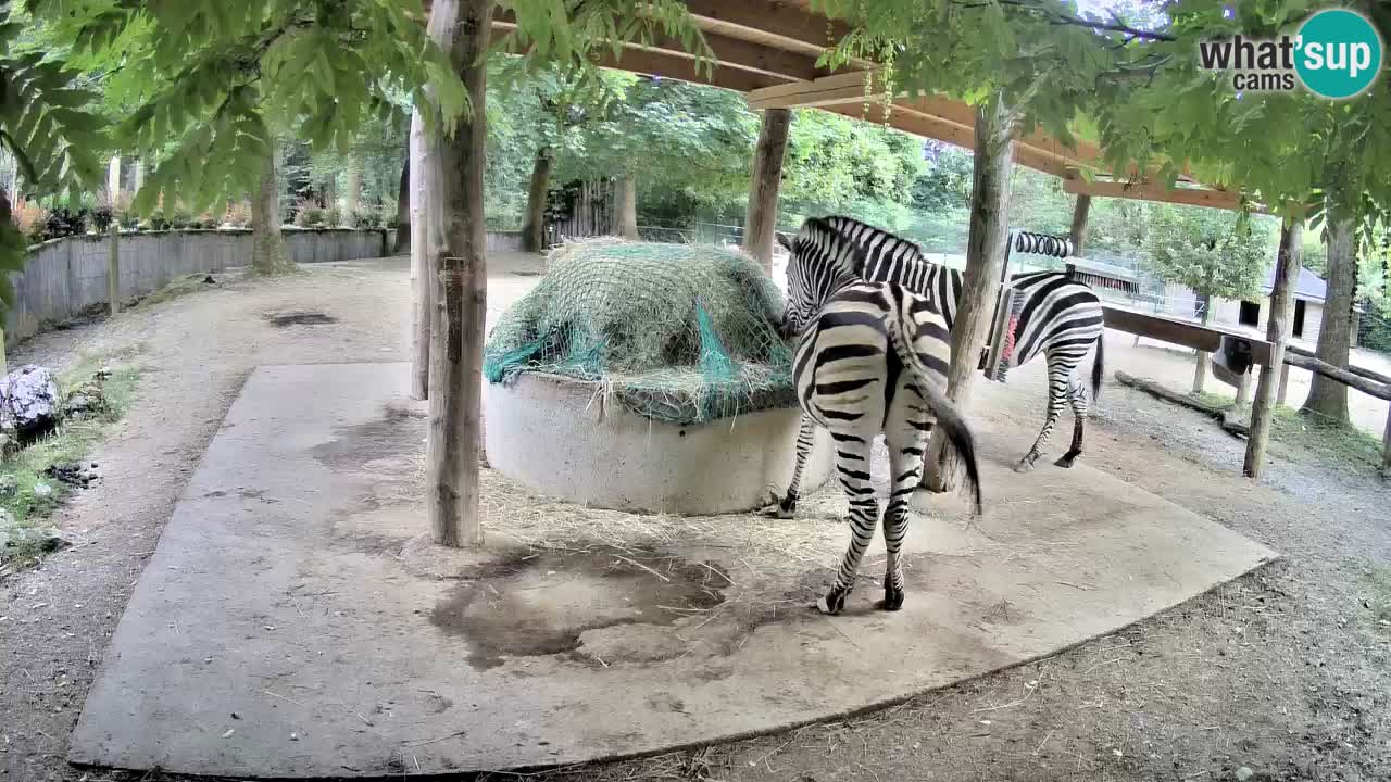 Le Zebre nello ZOO di Ljubljana – Slovenia Live webcam