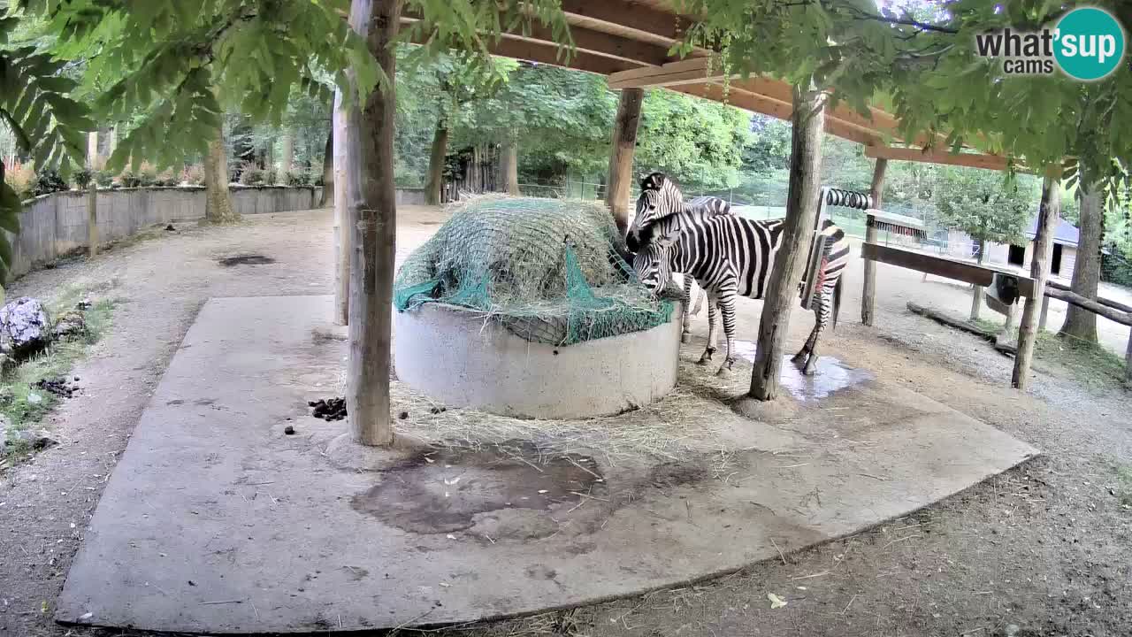 Live Webcam Zebras in Ljubljana ZOO – Slowenien