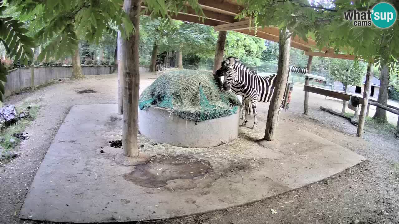 Le Zebre nello ZOO di Ljubljana – Slovenia Live webcam