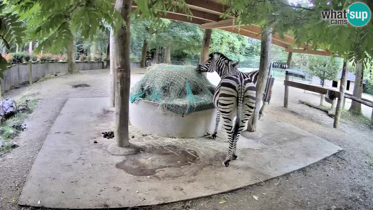 Live webcam Les zèbres in Ljubljana ZOO – Slovénie
