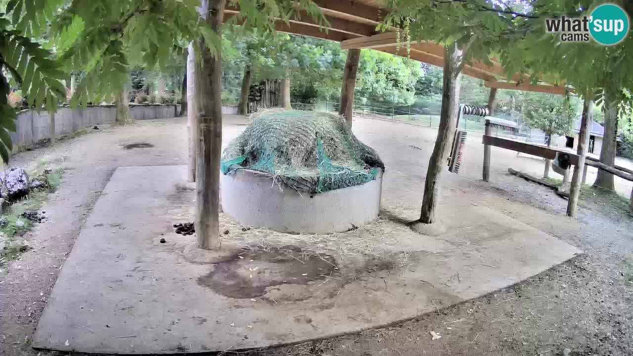 Le Zebre nello ZOO di Ljubljana – Slovenia Live webcam