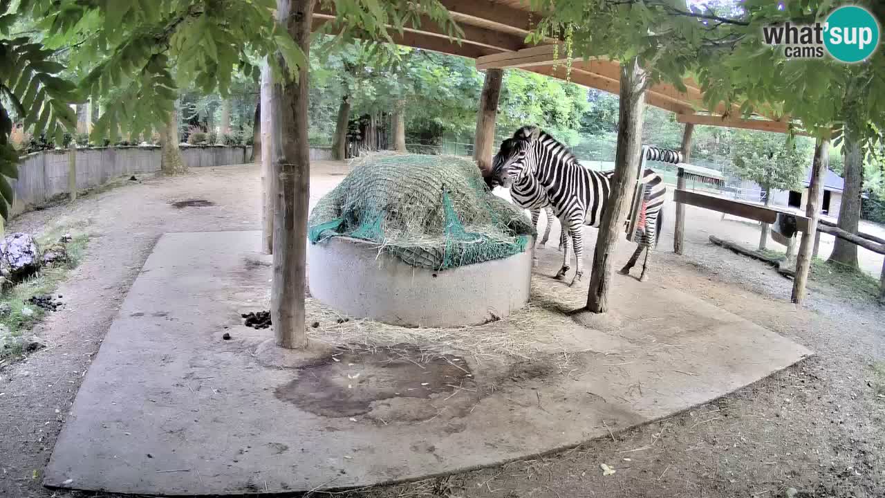 Web kamera uživo Zebras u ZOO Ljubljana – Slovenija