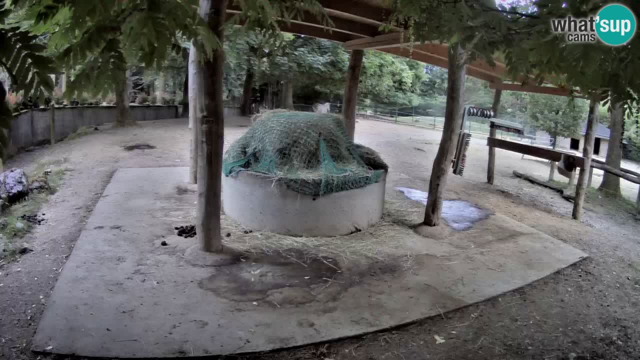 Live webcam Les zèbres in Ljubljana ZOO – Slovénie