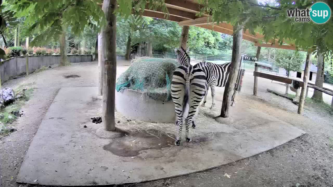 Live Webcam Zebras in Ljubljana ZOO – Slowenien