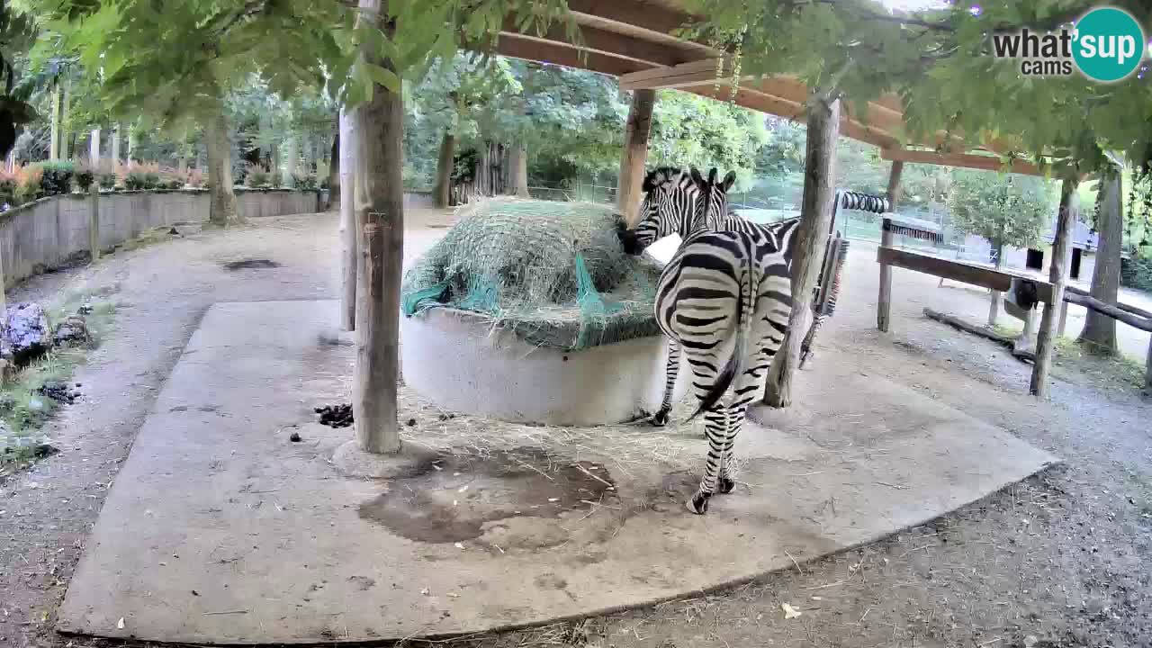 Live webcam Les zèbres in Ljubljana ZOO – Slovénie