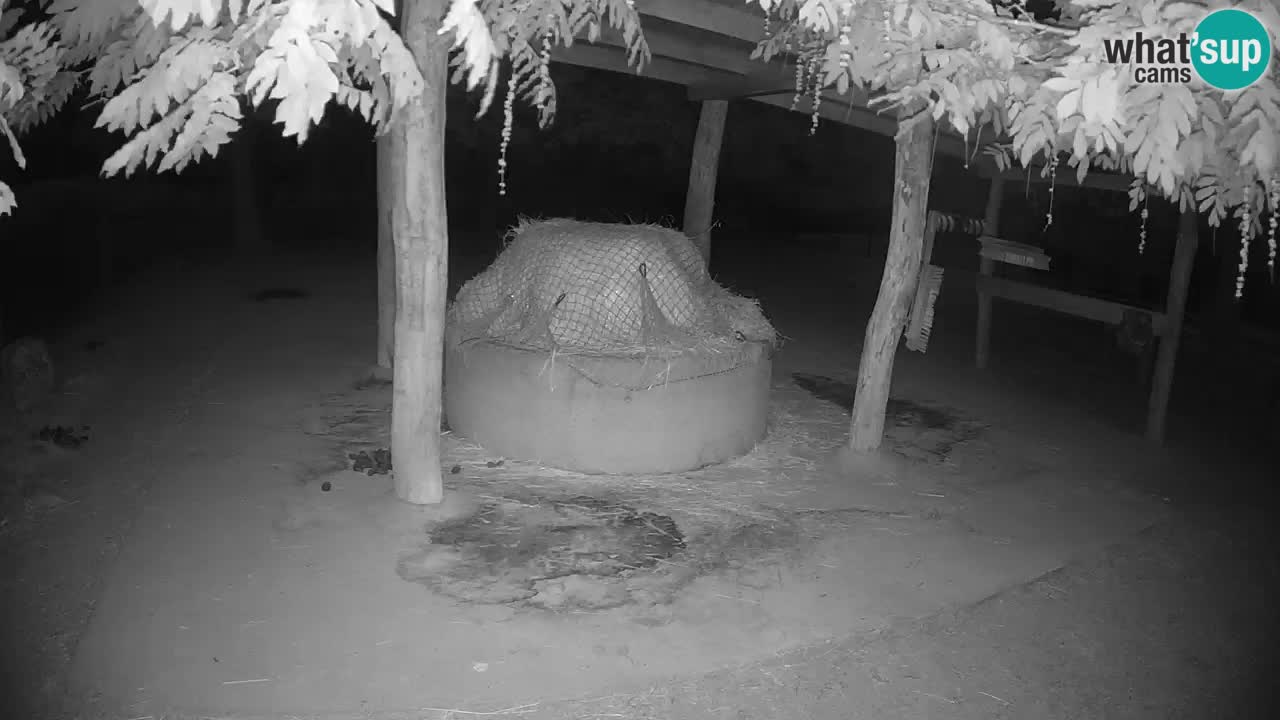 Le Zebre nello ZOO di Ljubljana – Slovenia Live webcam