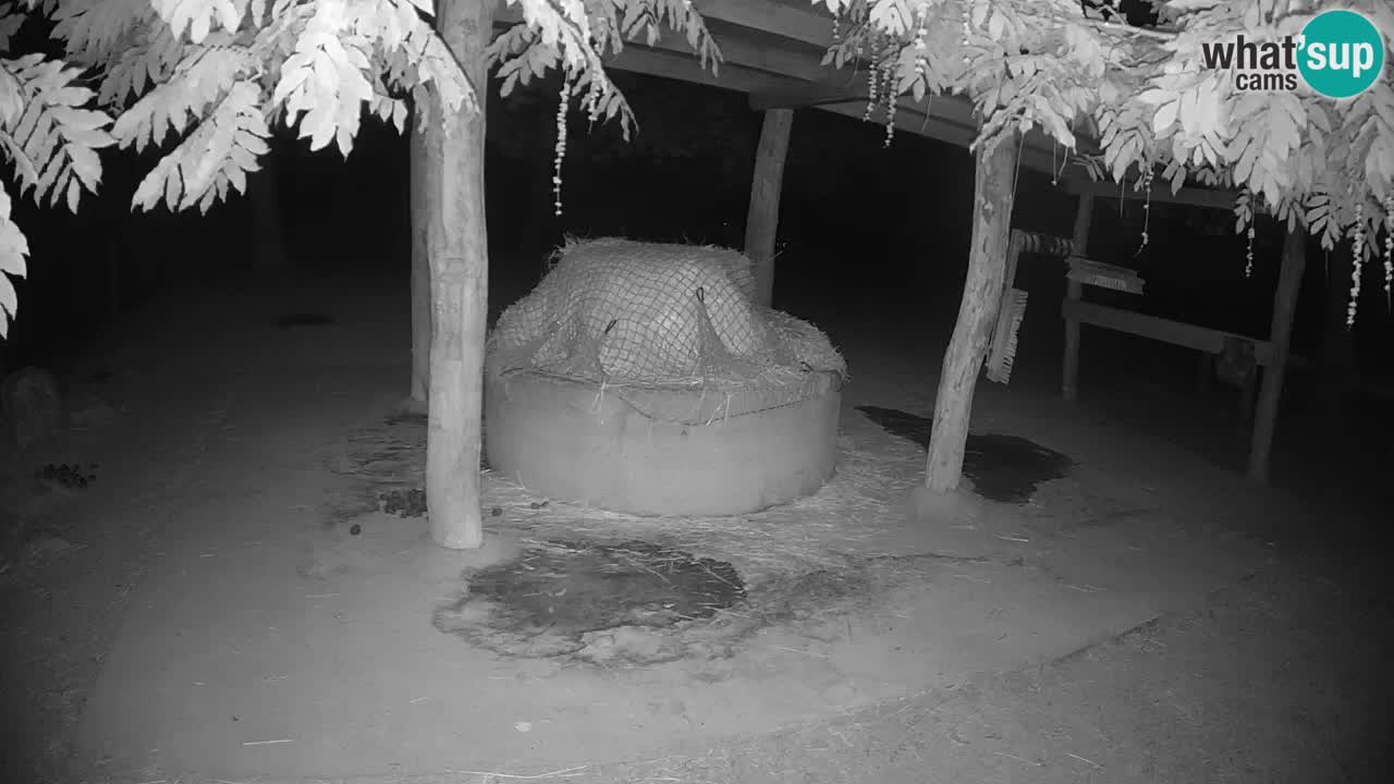 Zebre v živo v živalskem vrtu Ljubljana ZOO spletne kamere