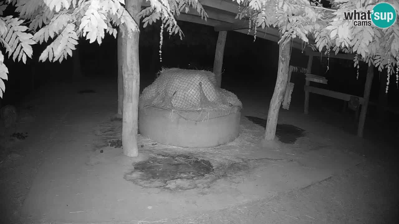Live Webcam Zebras in Ljubljana ZOO – Slowenien