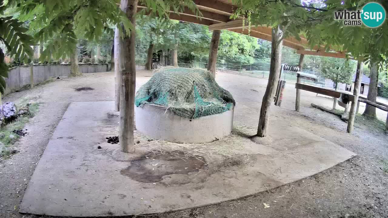Live Webcam Zebras in Ljubljana ZOO – Slowenien