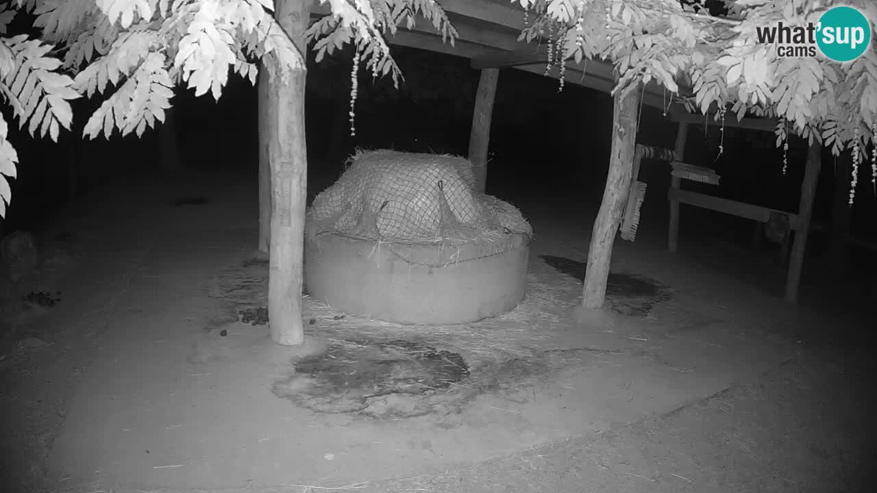 Live webcam Les zèbres in Ljubljana ZOO – Slovénie