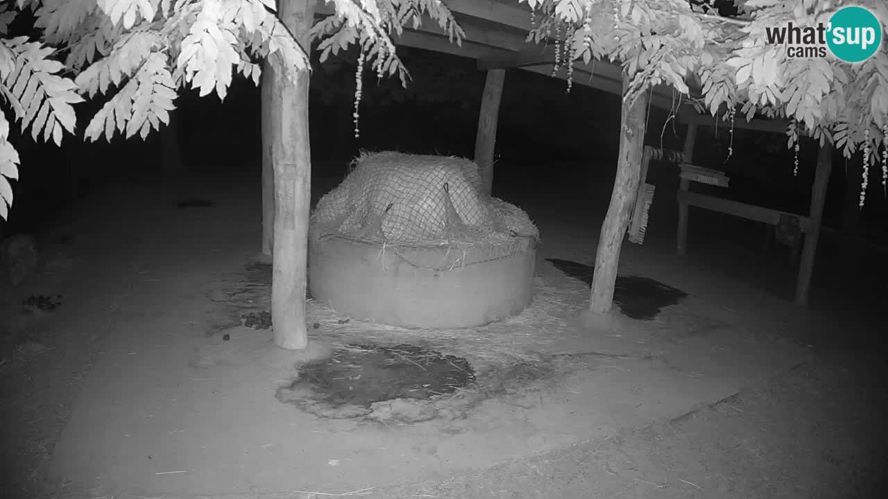Camera en vivo Cebras in Ljubljana ZOO – Eslovenia