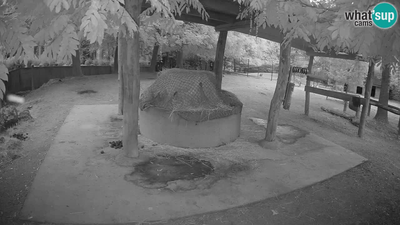 Camera en vivo Cebras in Ljubljana ZOO – Eslovenia