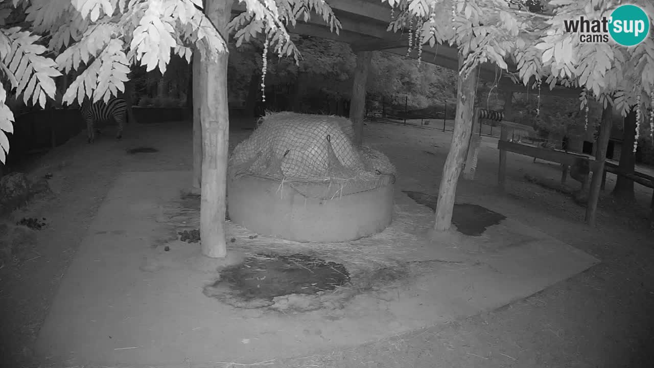 Live webcam Zebras in Ljubljana ZOO – Slovenia