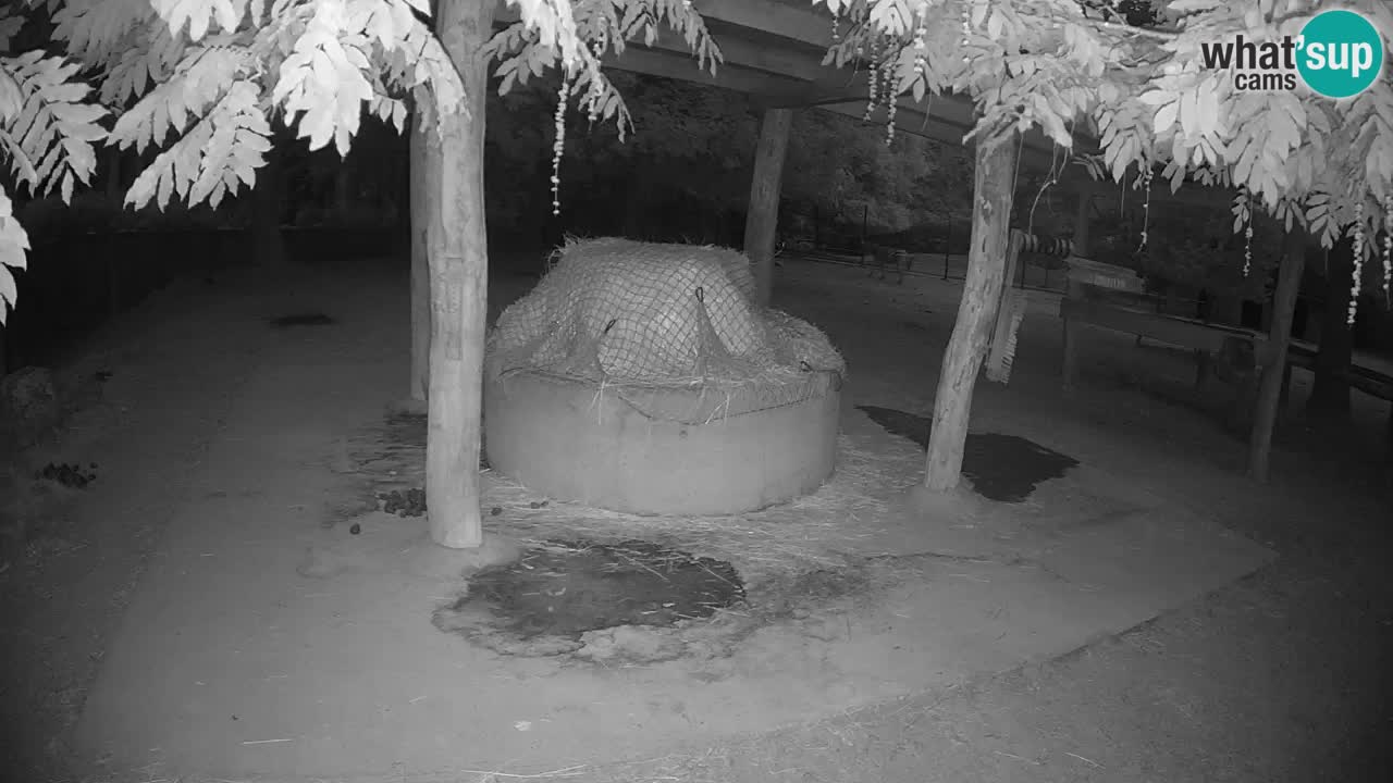 Live webcam Zebras in Ljubljana ZOO – Slovenia