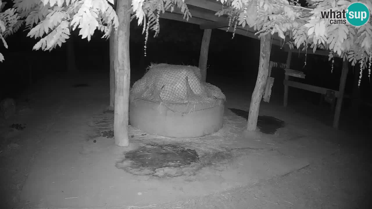 Live webcam Zebras in Ljubljana ZOO – Slovenia