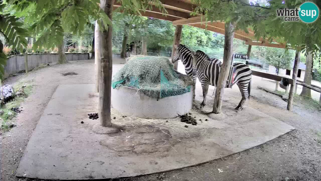 Zebre v živo v živalskem vrtu Ljubljana ZOO spletne kamere