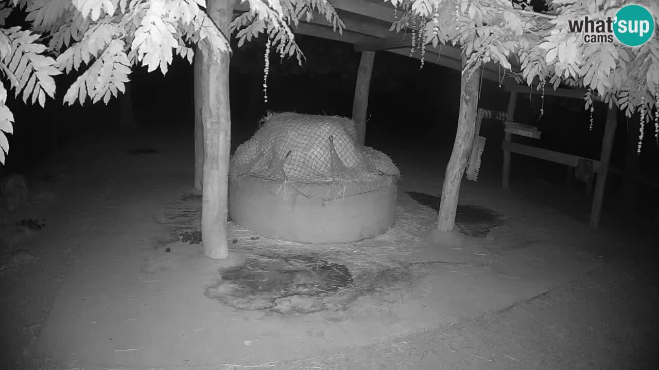 Live webcam Les zèbres in Ljubljana ZOO – Slovénie