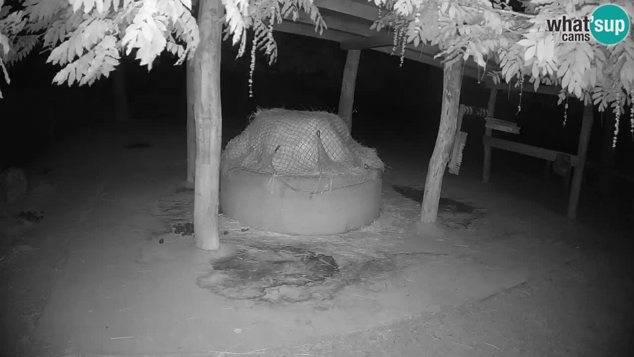 Live webcam Zebras in Ljubljana ZOO – Slovenia