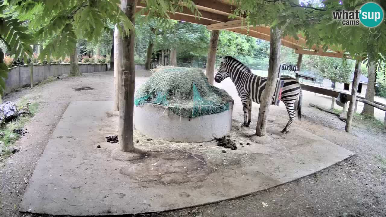 Web kamera uživo Zebras u ZOO Ljubljana – Slovenija
