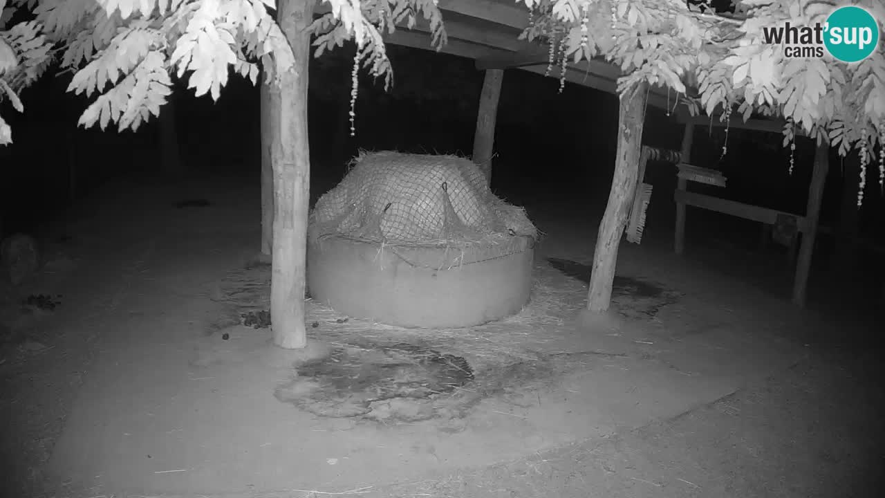Le Zebre nello ZOO di Ljubljana – Slovenia Live webcam