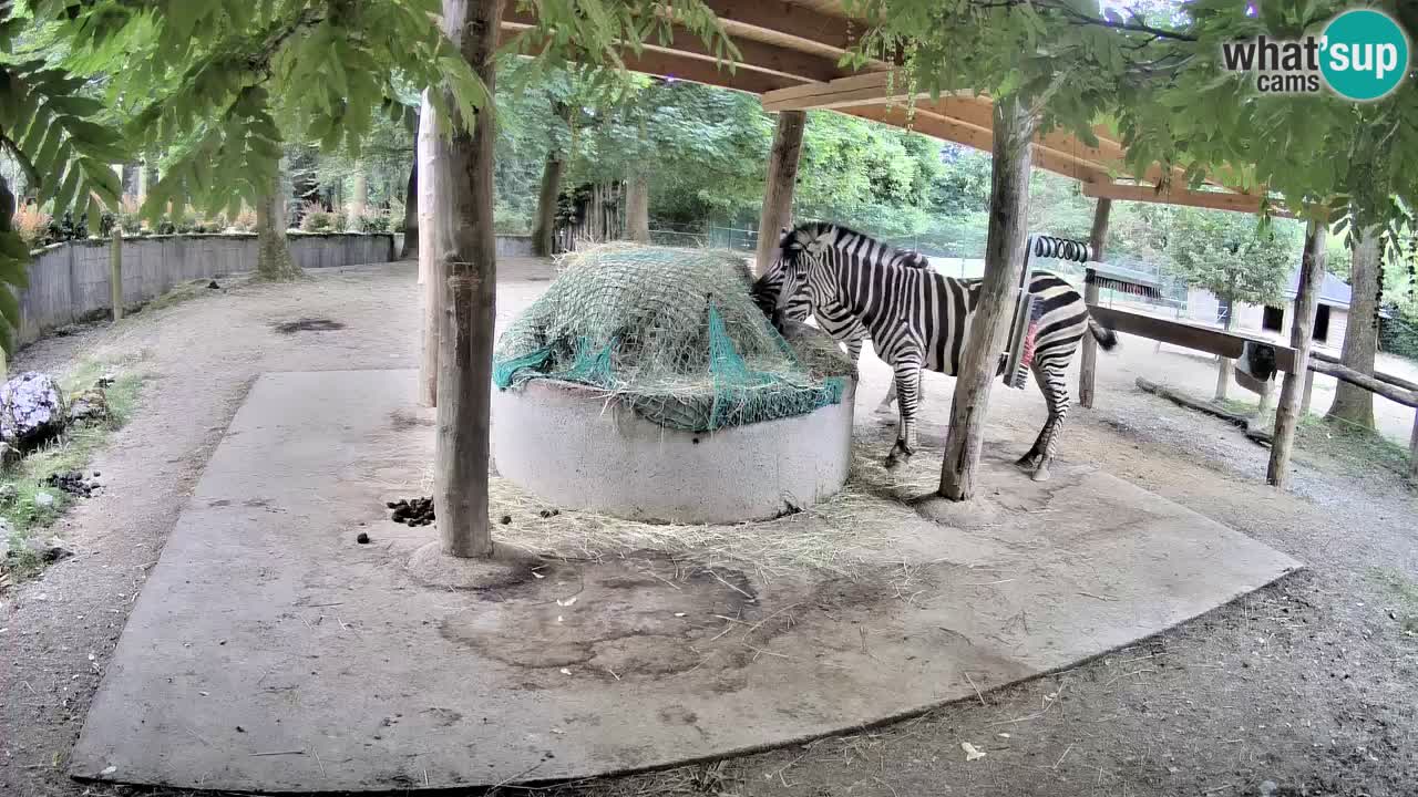 Live webcam Les zèbres in Ljubljana ZOO – Slovénie