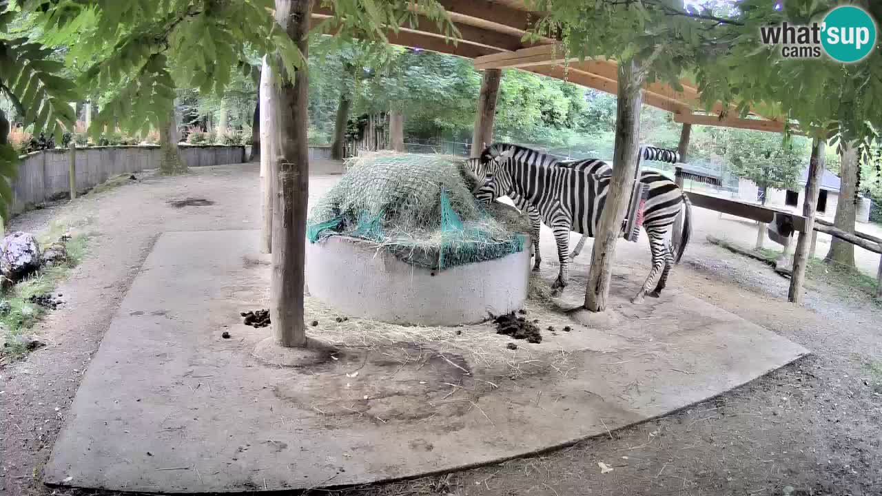 Camera en vivo Cebras in Ljubljana ZOO – Eslovenia