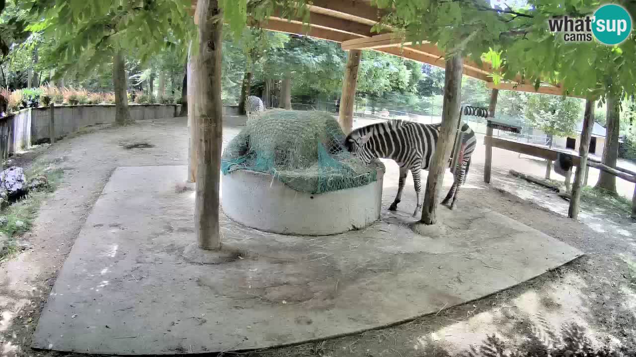 Live webcam Zebras in Ljubljana ZOO – Slovenia