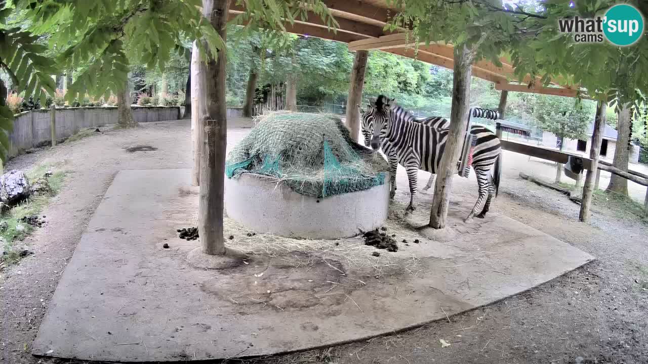 Live webcam Zebras in Ljubljana ZOO – Slovenia