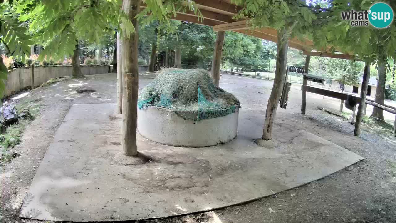 Live webcam Zebras in Ljubljana ZOO – Slovenia