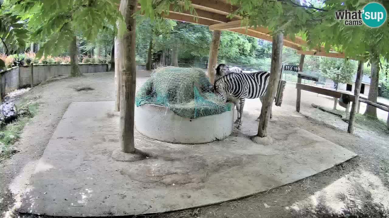 Live webcam Zebras in Ljubljana ZOO – Slovenia